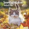Alpha Edition - Samtpfötchen Kalender 2026 - Wandkalender & Bildkalender 30x30 cm (30x60 cm geöffnet) mit süßen Katzenmotiven, inkl. Poster, für Katzenliebhaber & Tierfreunde-teNeues Calendars & Stationery GmbH & Co. KG Online