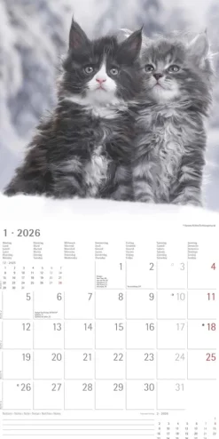 Alpha Edition - Samtpfötchen Kalender 2026 - Wandkalender & Bildkalender 30x30 cm (30x60 cm geöffnet) mit süßen Katzenmotiven, inkl. Poster, für Katzenliebhaber & Tierfreunde-teNeues Calendars & Stationery GmbH & Co. KG Online