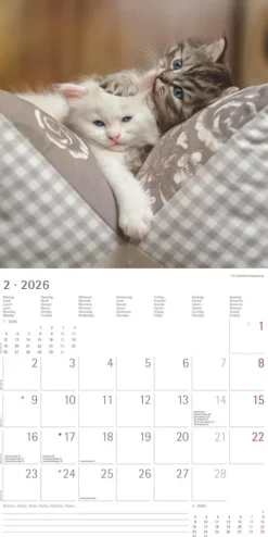 Alpha Edition - Samtpfötchen Kalender 2026 - Wandkalender & Bildkalender 30x30 cm (30x60 cm geöffnet) mit süßen Katzenmotiven, inkl. Poster, für Katzenliebhaber & Tierfreunde-teNeues Calendars & Stationery GmbH & Co. KG Online
