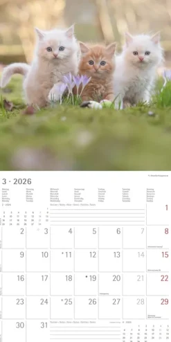 Alpha Edition - Samtpfötchen Kalender 2026 - Wandkalender & Bildkalender 30x30 cm (30x60 cm geöffnet) mit süßen Katzenmotiven, inkl. Poster, für Katzenliebhaber & Tierfreunde-teNeues Calendars & Stationery GmbH & Co. KG Online