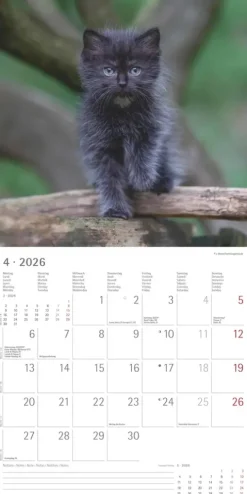 Alpha Edition - Samtpfötchen Kalender 2026 - Wandkalender & Bildkalender 30x30 cm (30x60 cm geöffnet) mit süßen Katzenmotiven, inkl. Poster, für Katzenliebhaber & Tierfreunde-teNeues Calendars & Stationery GmbH & Co. KG Online