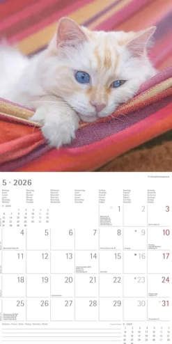 Alpha Edition - Samtpfötchen Kalender 2026 - Wandkalender & Bildkalender 30x30 cm (30x60 cm geöffnet) mit süßen Katzenmotiven, inkl. Poster, für Katzenliebhaber & Tierfreunde-teNeues Calendars & Stationery GmbH & Co. KG Online