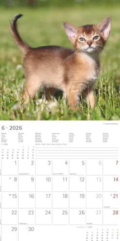 Alpha Edition - Samtpfötchen Kalender 2026 - Wandkalender & Bildkalender 30x30 cm (30x60 cm geöffnet) mit süßen Katzenmotiven, inkl. Poster, für Katzenliebhaber & Tierfreunde-teNeues Calendars & Stationery GmbH & Co. KG Online