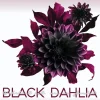 Black Dahlia-VAJOSH Hot