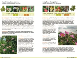 Bäume bestimmen - Knospen, Blüten, Blätter, Früchte-Haupt Verlag AG Best