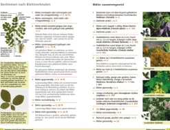 Bäume bestimmen - Knospen, Blüten, Blätter, Früchte-Haupt Verlag AG Best