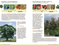 Bäume bestimmen - Knospen, Blüten, Blätter, Früchte-Haupt Verlag AG Best