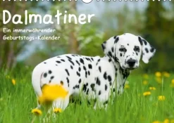 Dalmatiner - Ein immerwährender Geburtstags-Kalender (Wandkalender immerwährend DIN A4 quer)-Calvendo Online