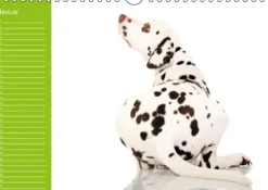 Dalmatiner - Ein immerwährender Geburtstags-Kalender (Wandkalender immerwährend DIN A4 quer)-Calvendo Online