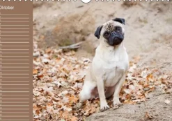 Calvendo Ein Mops fürs Herz (Wandkalender immerwährend DIN A4 quer) Discount