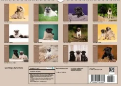 Calvendo Ein Mops fürs Herz (Wandkalender immerwährend DIN A4 quer) Discount
