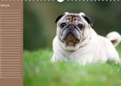 Calvendo Ein Mops fürs Herz (Wandkalender immerwährend DIN A4 quer) Discount