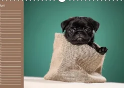 Calvendo Ein Mops fürs Herz (Wandkalender immerwährend DIN A4 quer) Discount
