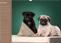 Calvendo Ein Mops fürs Herz (Wandkalender immerwährend DIN A4 quer) Discount