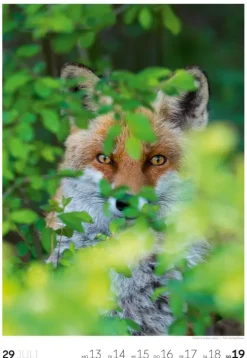 Ackermann Kunstverlag Natur Wochenkalender 2026 Hot