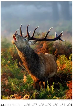 Ackermann Kunstverlag Natur Wochenkalender 2026 Hot