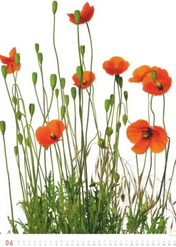 DuMont Kalenderverlag Titel DUMONT Best of Flora 2026 - Blumen-Kalender 50 x 70 cm, Foto-Poster im Großformat von Tan Kadam für Kunst- & Pflanzenliebhaber Hot