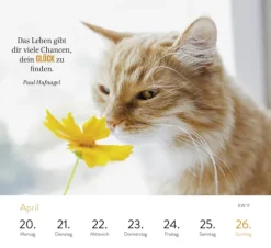 Groh Verlag Wochenkalender 2026: Kluge Katzen Online